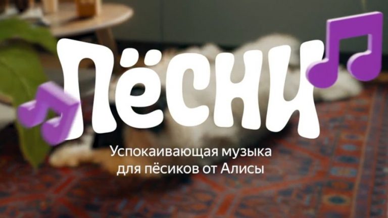 Алиса включит «Пёсни» собакам