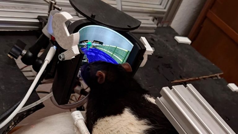 Крыс научили играть в DOOM и стрелять по врагам